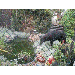 Winter Garten Fische 2025