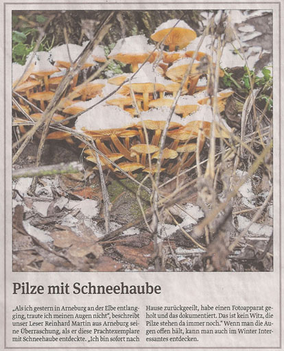 pilze_18_1_2013_volksstimme_kl